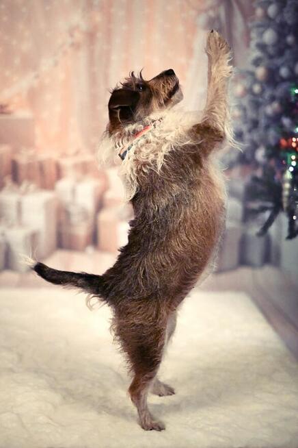 Świąteczne sesje zdjęciowe! Fotograf Poznań