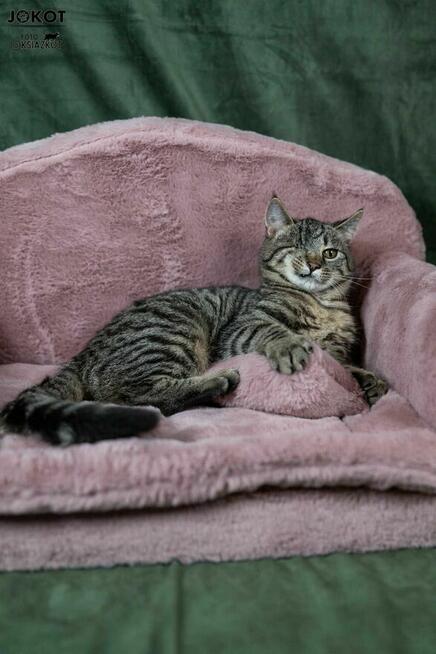 Małe kotki bez oczka do adopcji - Margarita i Martini