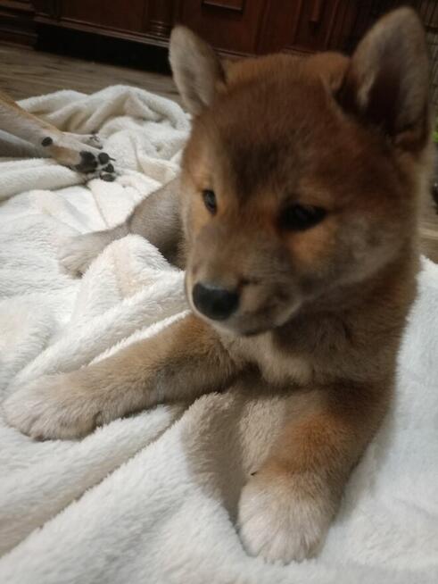 Shiba inu szczeniaczki FCI