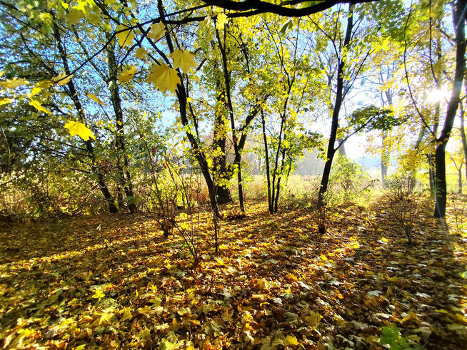 Sprzedam siedlisko w gminie Garbów