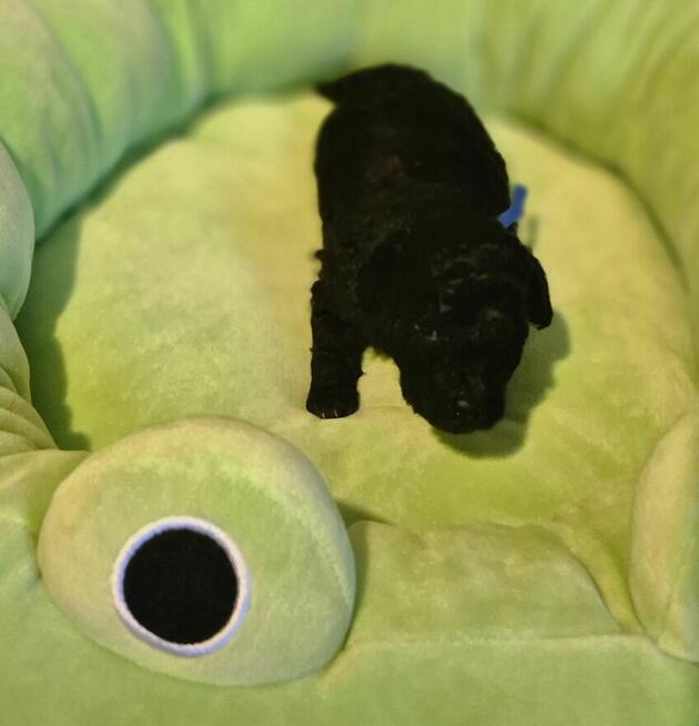 Pudel miniaturowy srebrny