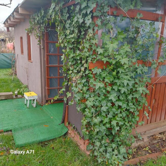 Sprzedam działkę ROD