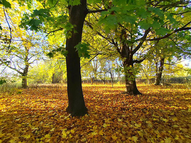 Sprzedam siedlisko w gminie Garbów