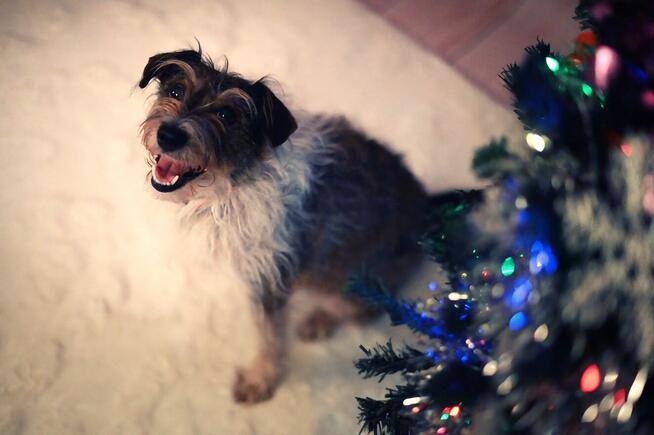 Świąteczne sesje zdjęciowe! Fotograf Poznań