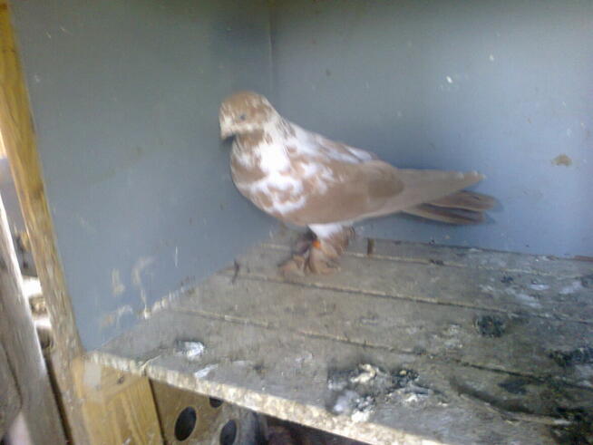 motyle warszawskie-samiczka