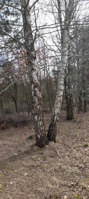 Piękna działka w Pionkach