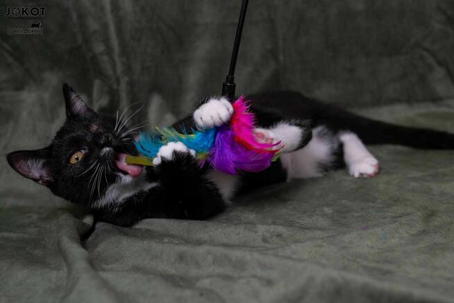 Małe kotki bez oczka do adopcji - Margarita i Martini