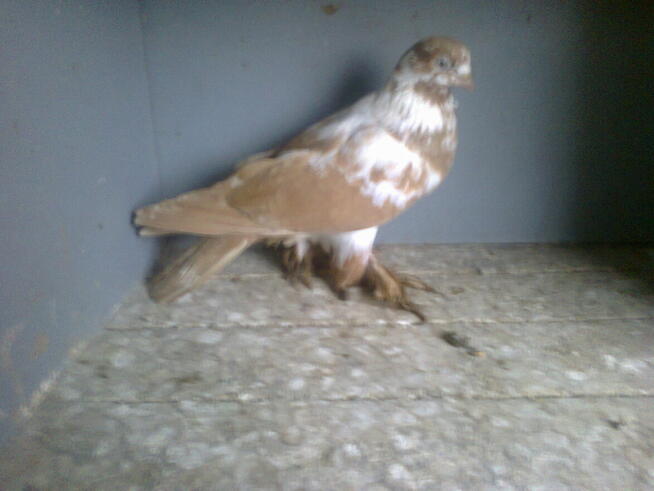 motyle warszawskie-samiczka