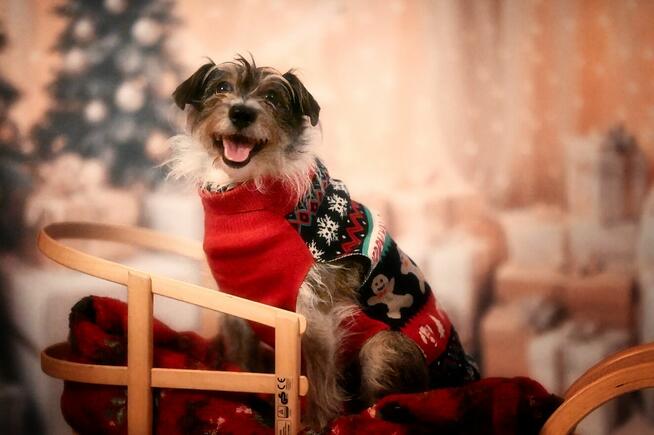 Świąteczne sesje zdjęciowe! Fotograf Poznań