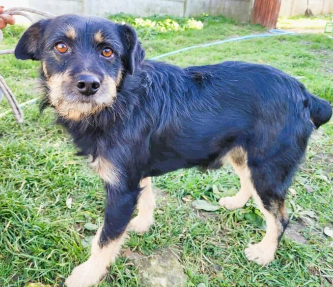 FIKUŚ - wrażliwy psiak w typie terriera do adocji