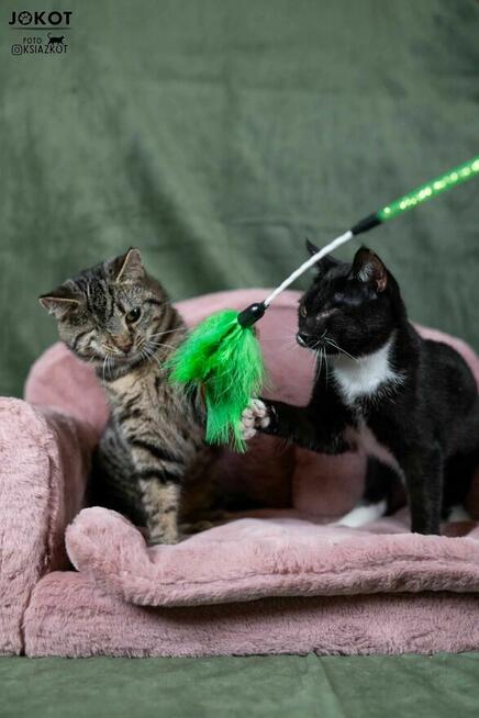 Małe kotki bez oczka do adopcji - Margarita i Martini