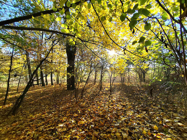 Sprzedam siedlisko w gminie Garbów