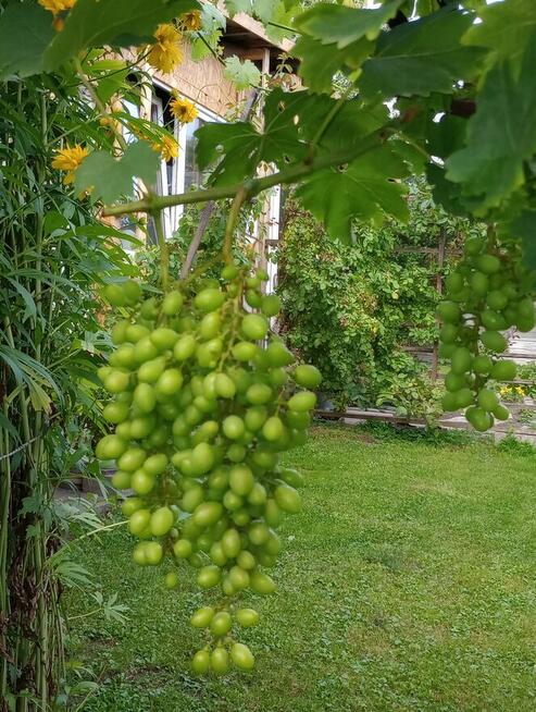 Sprzedam działkę budowlaną z pomieszczeniami gospodarczymi