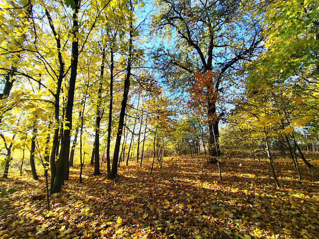 Sprzedam siedlisko w gminie Garbów