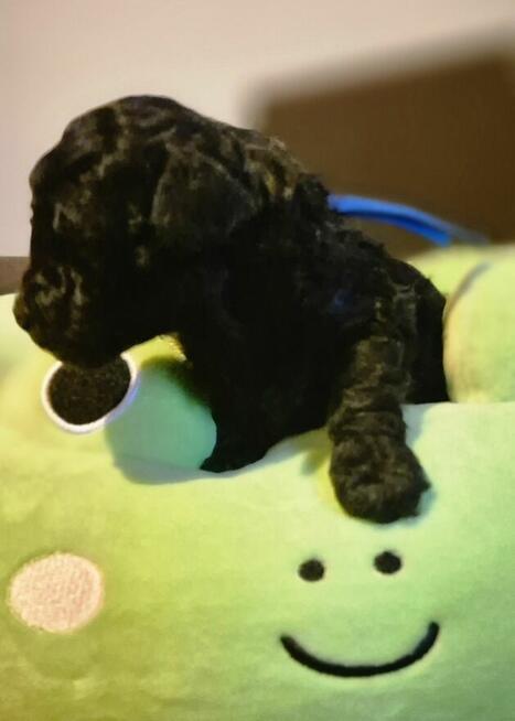 Pudel miniaturowy srebrny