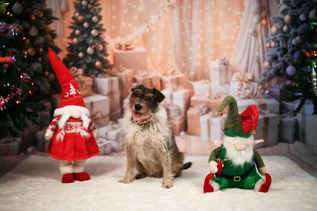 Świąteczne sesje zdjęciowe! Fotograf Poznań