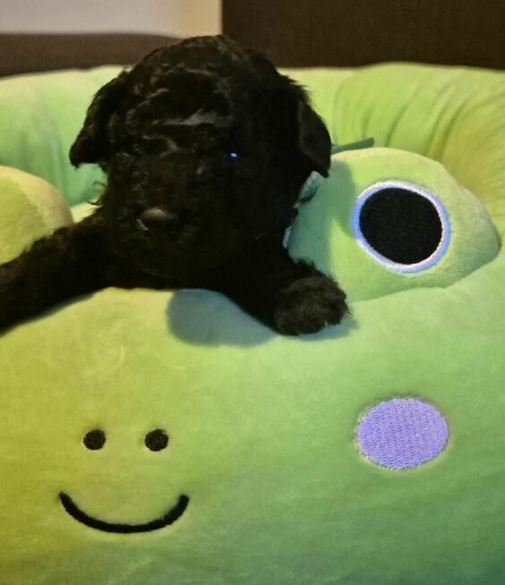 Pudel miniaturowy srebrny