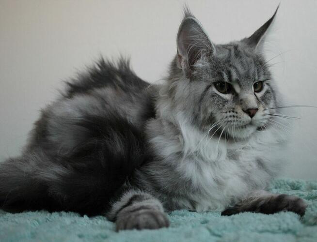 Puszysta kotka maine coon