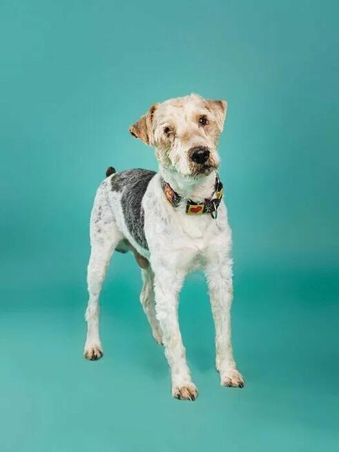 Electro - w typie Foksterier; lubi spacery i głaskanie