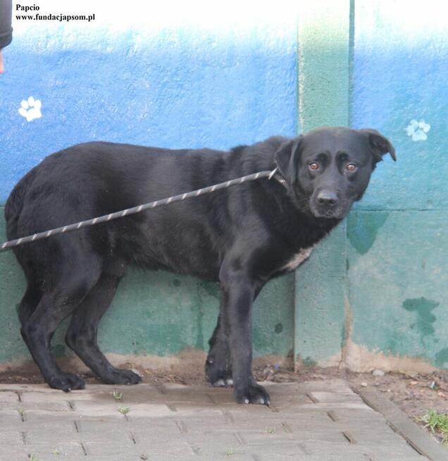 Papcio, szuka nowego domku