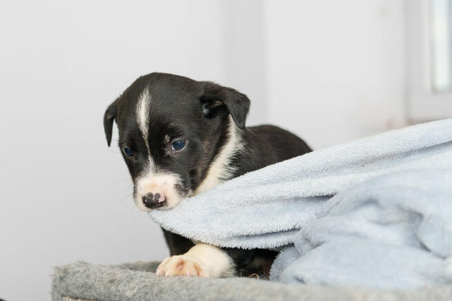 szczeniak chłopiec szuka domu -schronisko Zgierz -aktualne