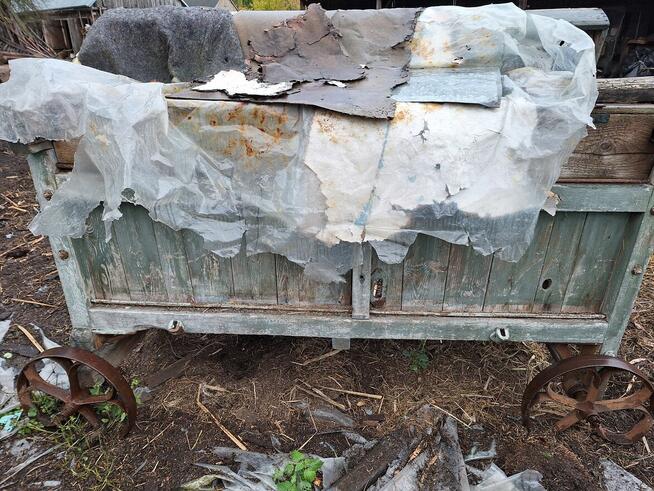 Mockarnia, szerokomłocka