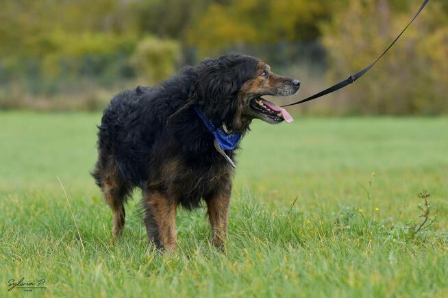 Fluid - energiczny i wiecznie uśmiechnięty kudłacz