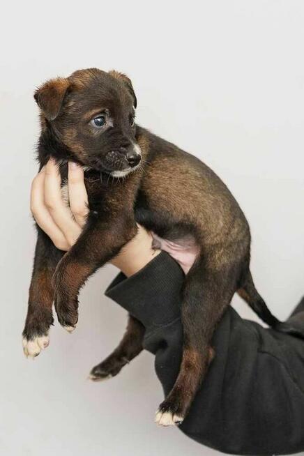 szczeniak szuka domu schronisko Zgierz-aktualne