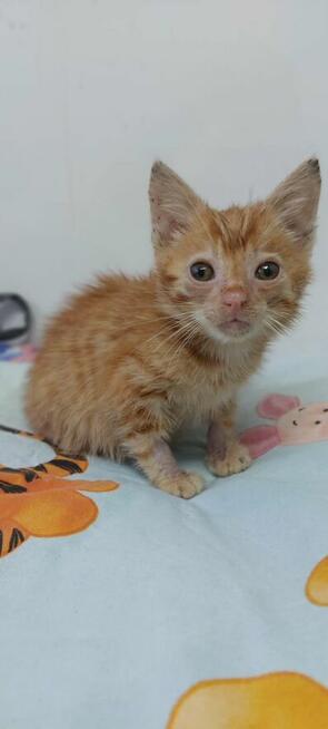 8 tygodniowe KOCIĘ szuka pilnie domu!