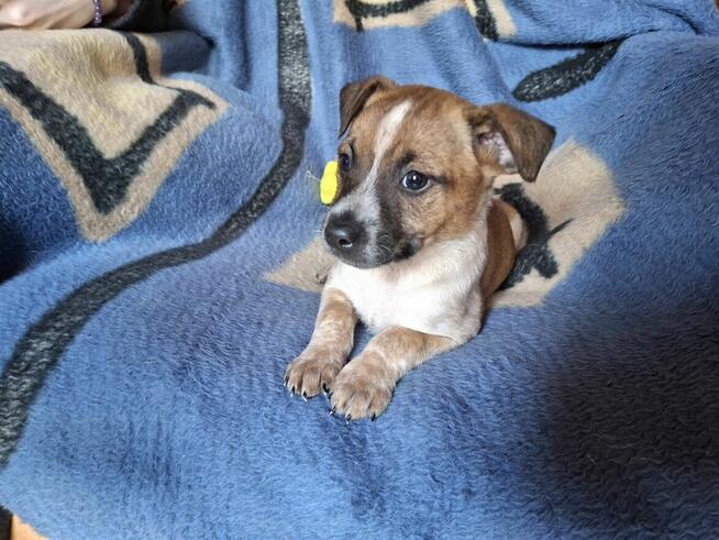 Szczeniak RUMCAJS czeka na dom