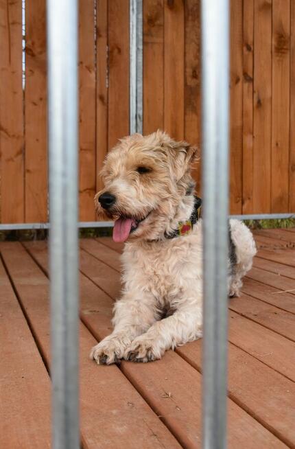 Electro - w typie Foksterier; lubi spacery i głaskanie