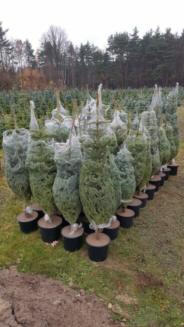 Choinki. Świerk srebrny formowany, 1.0 - 1.8 m.