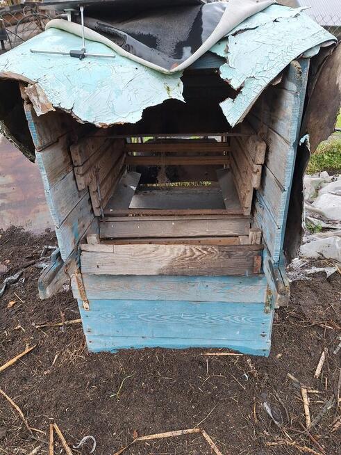 Mockarnia, szerokomłocka