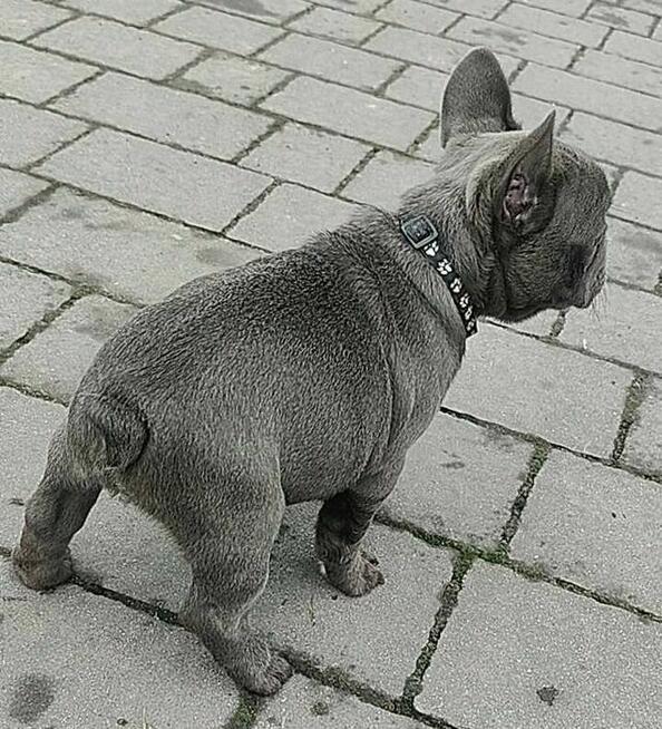 Buldog francuski BLUE niebieski szczeniak suczka pies piesek