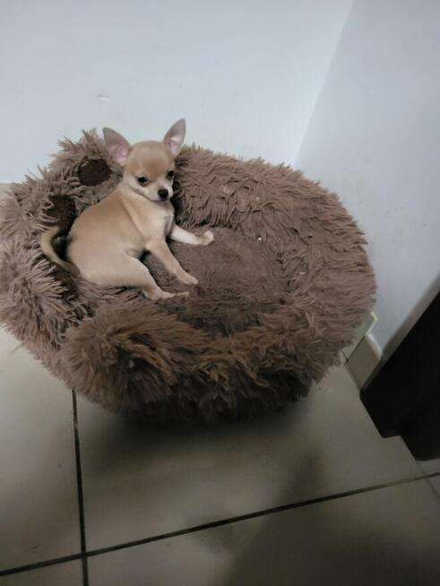 Sprzedam chihuahua