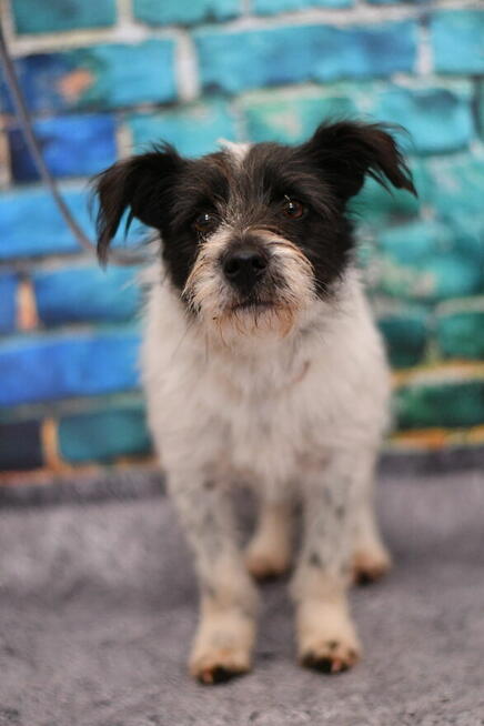 Uroczy Majlo szuka kochającego domku!