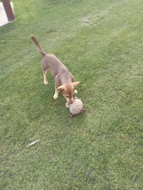 Uroczy Lucek szuka super domku!