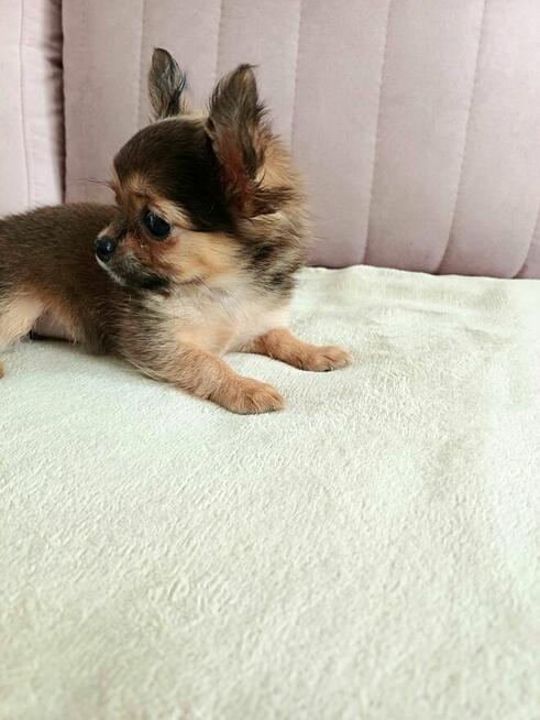 Przepiękna Maleńka Unikatowa Długowłosa Chihuahua