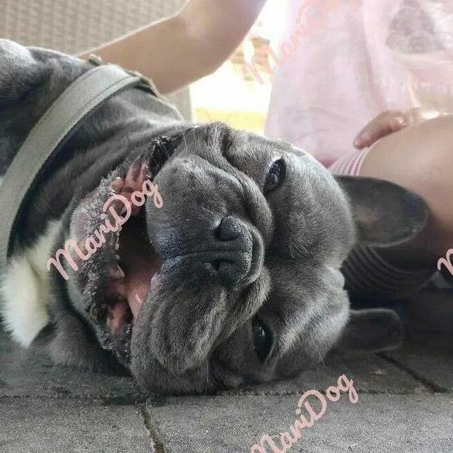 Buldog francuski BLUE niebieski szczeniak suczka pies piesek