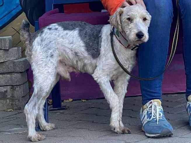 Electro - w typie Foksterier; lubi spacery i głaskanie