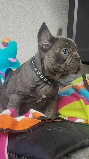 Buldog francuski BLUE niebieski szczeniak suczka pies piesek