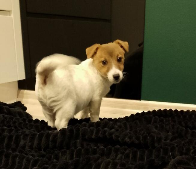 Jack Russell Terrier suczka