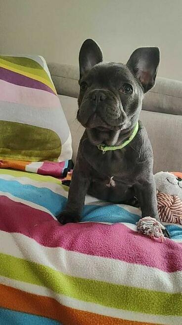 Buldog francuski BLUE niebieski szczeniak suczka pies piesek