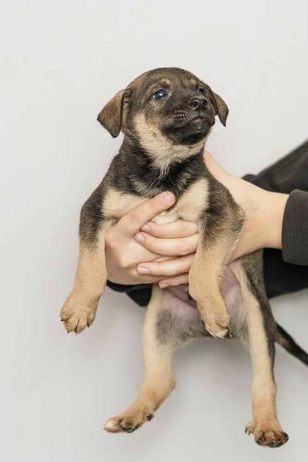 szczeniak szuka domu schronisko Zgierz -aktualne