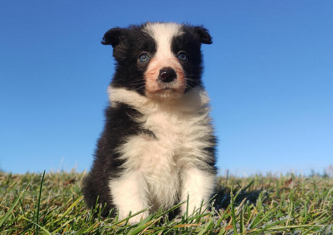 Piękna Rasowa Suczka Border Collie, szczenię z pełną dok.