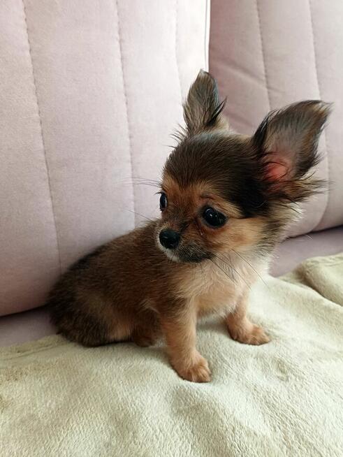 Przepiękna Maleńka Unikatowa Długowłosa Chihuahua