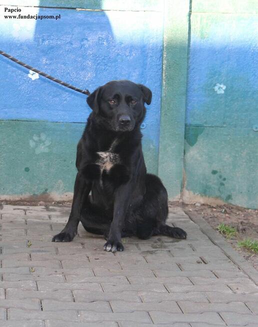 Papcio, szuka nowego domku