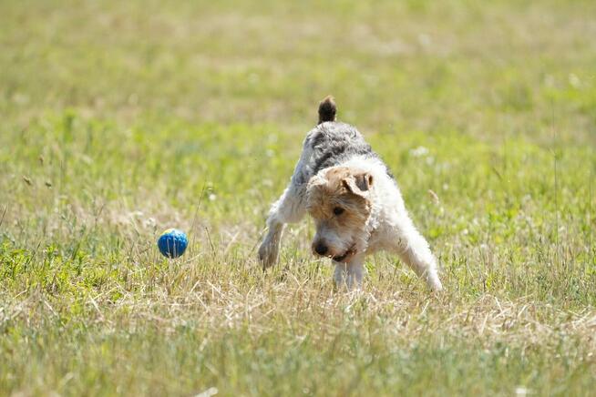 Electro - w typie Foksterier; lubi spacery i głaskanie
