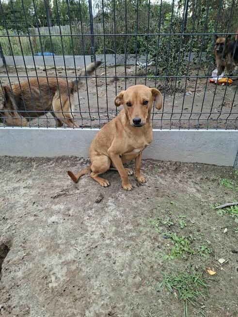 Młodziak porzucony z rodziną szuka pilnie wspaniałego domu