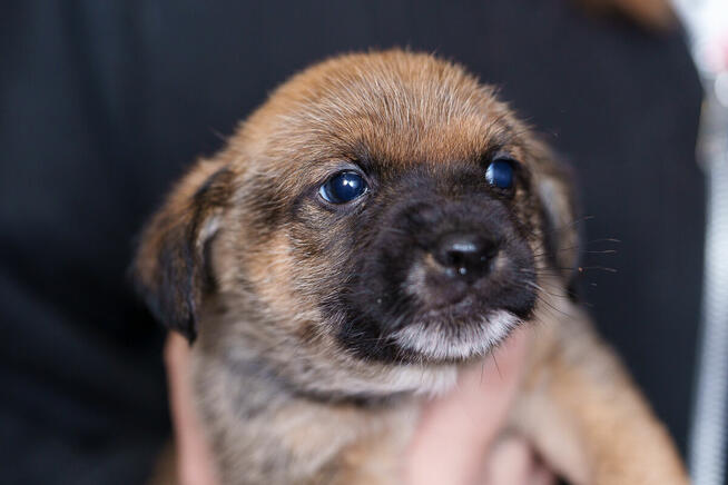 Szczeniak chłopczyk szuka domu -schronisko Zgierz -aktualne